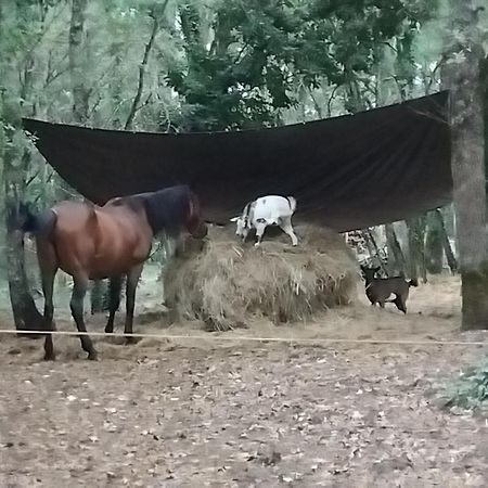 Maisonnette Pour Detente Ou Travail Saint-Aubin-de-Nabirat Eksteriør billede